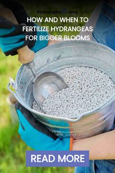 a person holding a metal bucket filled with water and gravel text reads how and when to fertiize hydrangeas for bigger blooms read more