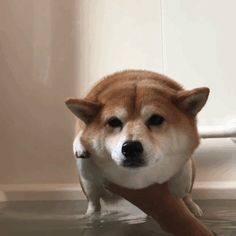 a brown and white dog standing on top of a wet floor next to a toilet