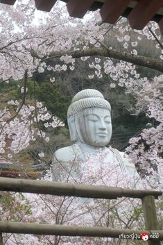 a large white buddha statue surrounded by cherry blossoms