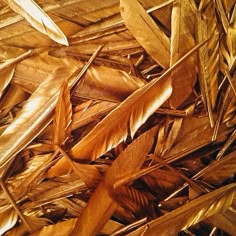 close up view of brown feathers on the ground in an area that looks like it has been made out of wood