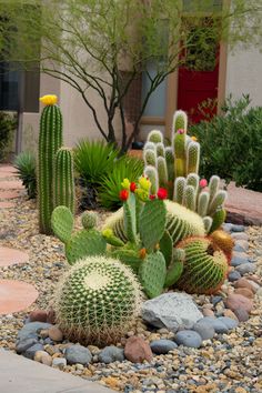 a cactus garden with many different types of cacti