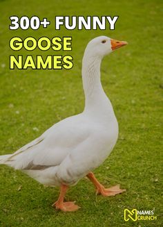a white goose standing on top of a green grass covered field with the words, 300 funny goose names