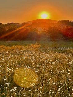the sun is setting over a field with wildflowers