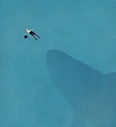 an aerial view of a large shark in the water