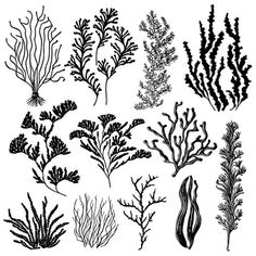 various seaweed and corals are shown in black on a white background, vintage line drawing or engraving illustration