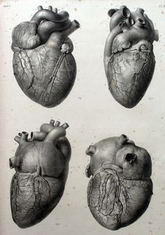 four different views of the human heart