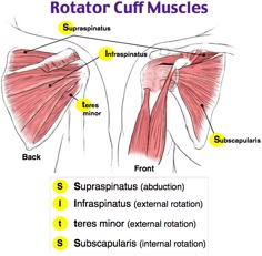 the muscles are labeled in red and yellow, with text below it that says rotator cuff muscles