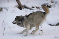 a wolf is running through the snow