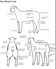 an animal diagram with the names and description for each animal in it's body