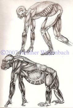 two pictures of the muscles in an animal's body, one showing the lower half and