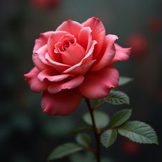 a pink rose with green leaves in the foreground