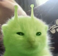 a green cat with some hair on it's head