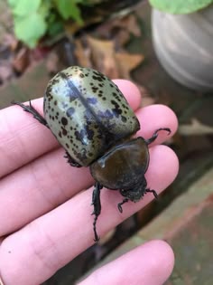 a close up of a beetle on a person's hand with plants in the background