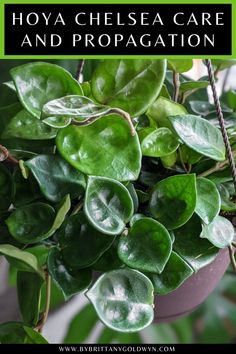a potted plant with the words how chelsea care and propagation on it