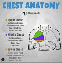 the chest anatomy chart shows different types of muscles and how to use it in order to help