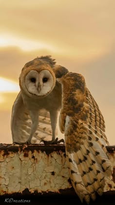 two owls sitting on top of a rusted metal structure with the sky in the background