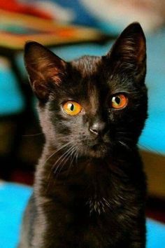 a black cat with orange eyes sitting on a blue blanket and looking at the camera