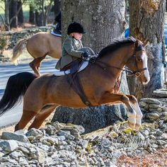 a person riding on the back of a brown horse next to a tree and rocks