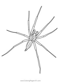 a black and white drawing of a spider