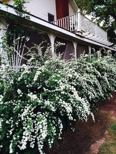 white flowers line the side of a house