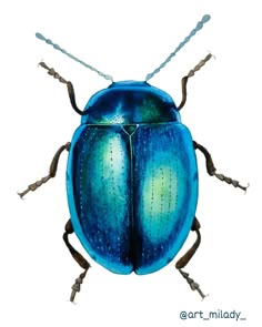 a blue beetle with long legs and two antennae