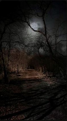 a dark forest with trees and the moon in the sky
