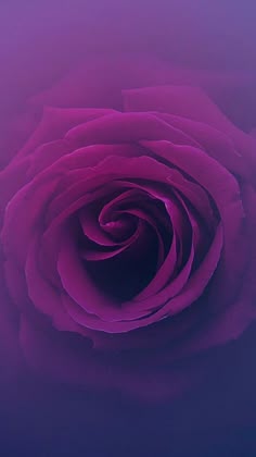 a large pink rose is in the middle of purple
