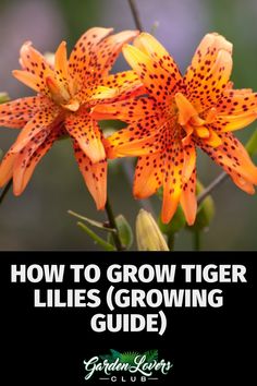 an orange flower with the words how to grow tiger lilies growing guide on it