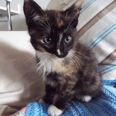 a small kitten sitting on top of a blue and white blanket next to a pillow