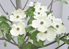 white flowers with green leaves are in a vase