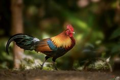a colorful rooster standing on the ground in front of some bushes and trees with its head turned to the side