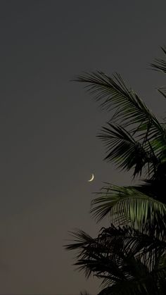the moon is seen through some palm trees