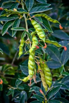 some green beans hanging from a plant with leaves and buds in the foreground, on a dark background