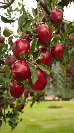 an apple tree filled with lots of red apples