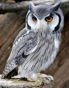 an owl with orange eyes is sitting on a branch