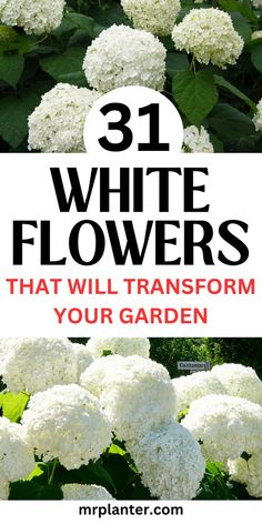 A transformed garden showcasing the beauty of 31 White Flowers in bloom.
