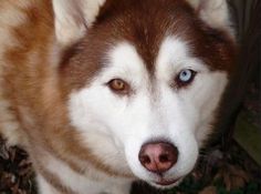a close up of a husky dog with blue eyes and brown fur on it's head