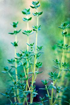 some very pretty green plants with leaves on it's stems in front of a blurry background