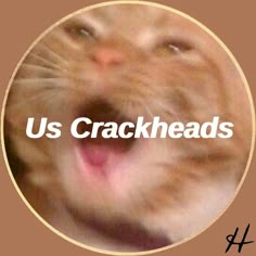 a close up of a cat's face with the words us crackheads