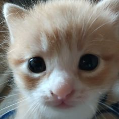an orange and white kitten with big eyes looking at the camera while wearing a blue shirt