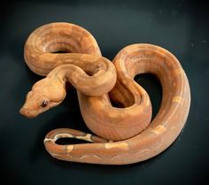 a large orange snake is curled up on a black surface with its head turned to the side