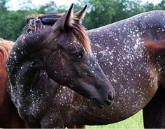 two brown horses standing next to each other on a lush green field
