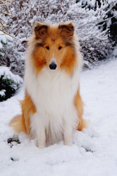 a brown and white dog sitting in the snow