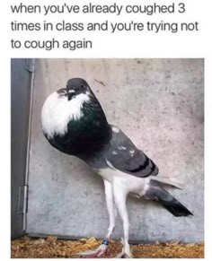 a bird standing next to a wall with caption that reads, when you've already coughed 3 times in class and you're trying not to cough again