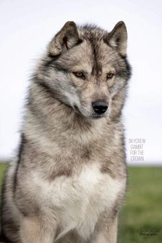 a gray and white dog sitting on top of a green grass covered field with sky in the background