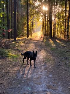 a black dog standing on top of a dirt road in the woods next to trees