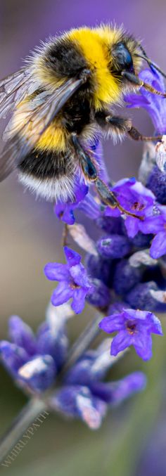 a yellow and black bee sitting on top of a purple flower