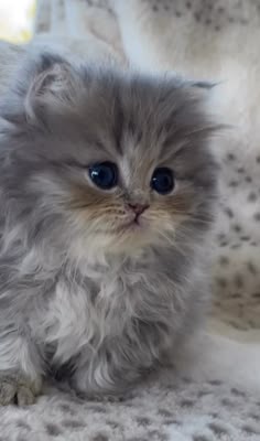 a small gray kitten sitting on top of a white blanket