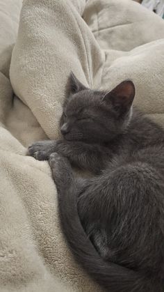 a gray cat sleeping on top of a blanket