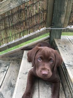 a brown dog laying on top of a wooden deck